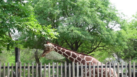 West-African-giraffe-standing-behind-a-fence-eating-on-a-sunny-day