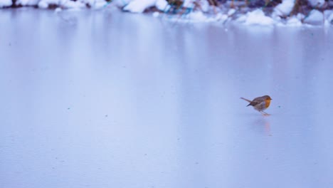 Süßer-Kleiner-Robin-Vogel,-Der-über-Einen-Zugefrorenen-Teich-Hüpft