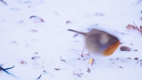 Robin-bird-in-the-snow,-waiving-its-tail-and-flying-away