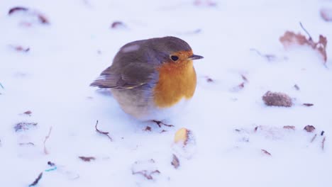 Robin-bird-looking-for-food-in-the-snow,-CAMERA-MOVEMENT