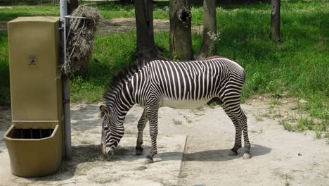Zebra-eating-hay-in-a-zoo-on-a-sunny-day
