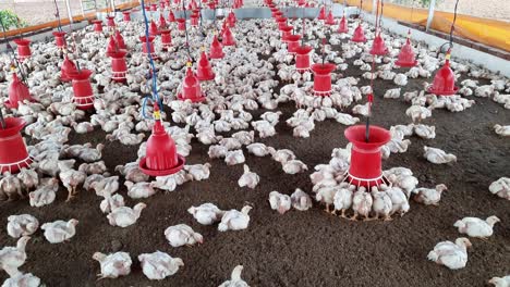 Poultry-farm