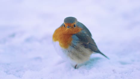Robin-bird-in-snow-looking-straight-at-camera-and-then-jumping-out-of-frame