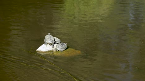 Ein-Ballen-Rotohr-Schmuckschildkröte-Steht-An-Dem-Kleinen-Felsen-In-Der-Mitte-Des-Teichs