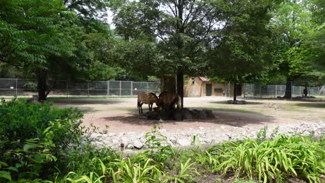 Two-przewalskii-horses-are-eating-in-a-zoo-habitat-in-the-distance