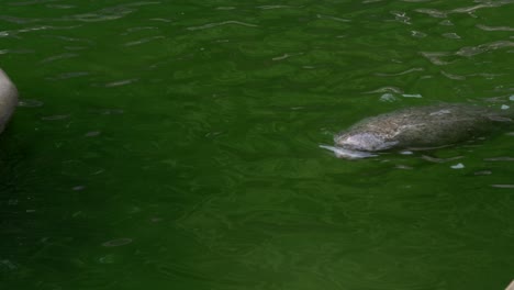 Majestätischer-Seehund-Schwimmt-Im-Pool-Des-Wasserparks