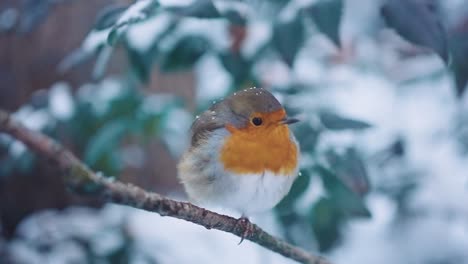 Contemplative-robin-bird-in-the-snow-moving-its-head-down-in-a-sad-way
