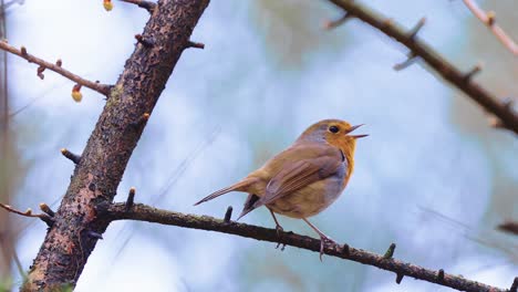 European-Robin--Singing-Bird-In-Winter-Forest.-Closeup