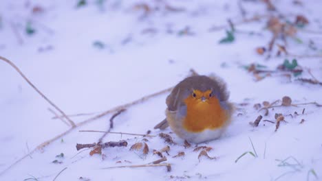 Flauschiger-Rotkehlchenvogel,-Der-Nahrung-Im-Schnee-Sucht