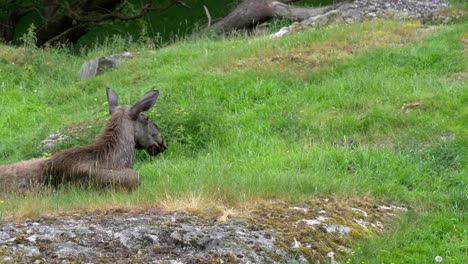 Vertical-panning-shot-of-two-young-calf-moose-Alces-alces-elk-wapiti-resting-on-grasslands