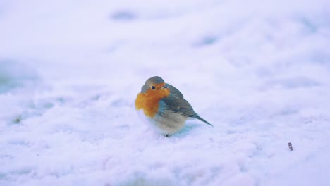 Einsamer-Robin-Vogel-Im-Schnee