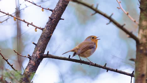 European-robin-on-a-tree-branch-in-a-forest