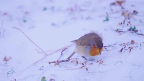 Desperate-robin-bird-picking-for-food-in-the-frozen-snow,-HANDHELD-CAMERA-MOVEMENT