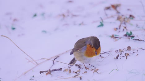 Hungry-robin-bird-picking-in-the-frozen-snow,-HANDHELD-CAMERA-MOVEMENT