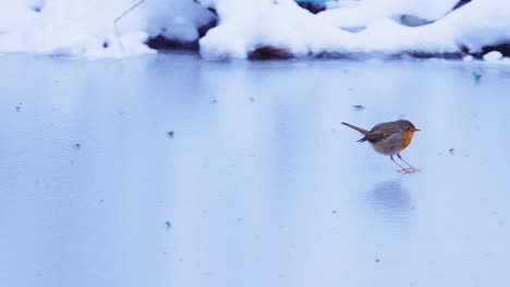 Robin-bird-hopping-over-frozen-water-pond,-SLOW-MOTION