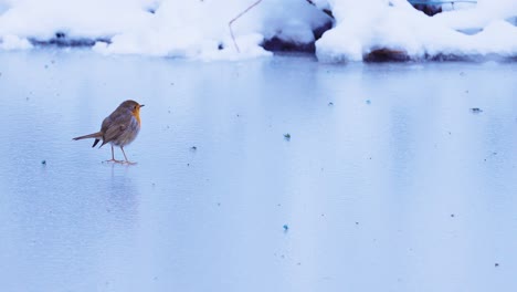 SLOW-MOTION-Robin-bird-hopping-over-ice-floor,-PANNING-SHOT