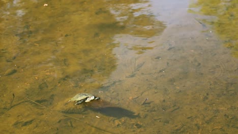 Rotohr-Schmuckschildkröte,-Die-Um-Den-Flachen-Teich-Wandert