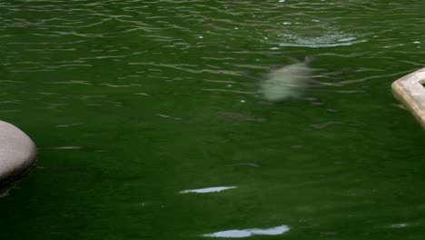 Cute-Agile-Grey-Harbor-Seal-Swimming-In-Water
