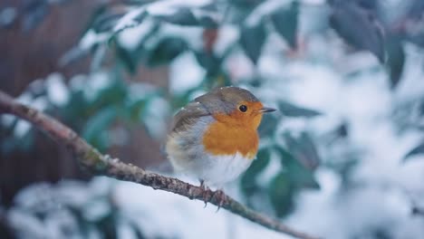 Robin-bird-using-one-eye-to-get-a-better-view