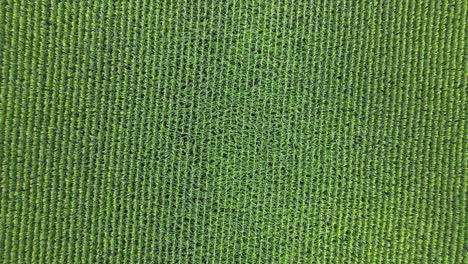 Ascending-overhead-shot-of-a-large-field-of-corn
