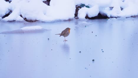 Lovely-robin-bird-hopping-over-frozen-pond,-SLOW-MOTION