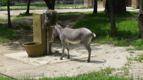 Standing-Zebra-eating-in-a-near-a-food-stand-in-a-zoo-on-a-sunny-day