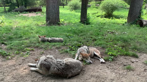 Three-wolves-laying-on-ground-and-relaxing-on-a-field-of-grass