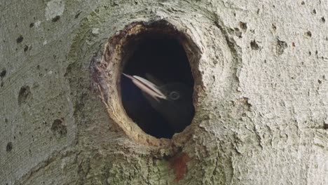 Woodpecker-Chicks-Peeking-Into-The-Hole-And-Waiting-For-The-Mother-To-Arrive-WIth-Food