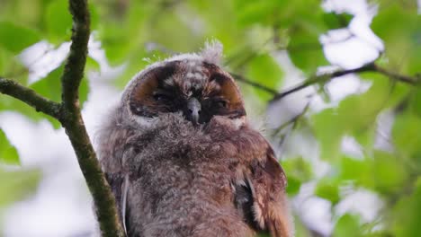 Young-European-scops-owl-sitting-on-a-branch-at-sunset--close-up