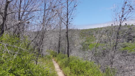 Ein-Schwenk-Von-Verbrannten-Bäumen-Nach-Einem-Verheerenden-Feuer-Mit-Neuer-Vegetation,-Die-Im-Parque-Natural-Sintra-cascais-In-Portugal-Wächst