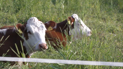 Medium-Close-Up-Of-Two-cute-Cows-in-Green-Grass
