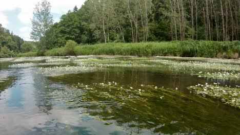 Ufer-Der-Moldau-Mit-Blühender-Vegetation-Und-Libellen