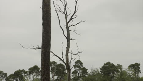 árbol-Moribundo-Seco-Salvaje-En-Medio-Del-Bosque-En-Europa