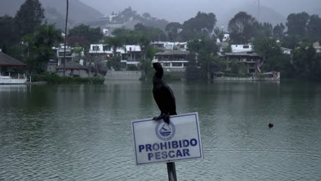 A-Close-a-Black-Cormorant-Bird-Sitting-on-a-Prohibited-Sign-Near-a-Coastal-Town-in-the-Background
