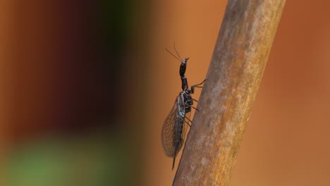 Snakefly,-predatory-insect-from-order-Raphidioptera