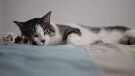 Fast-Statische-Ganzkörperaufnahme-Einer-Erwachsenen-Weiß-grauen-Katze,-Die-Auf-Einem-Bett-Schläft,-Aufgenommen-Mit-Weit-Geöffneter-Blende-Auf-Augenhöhe