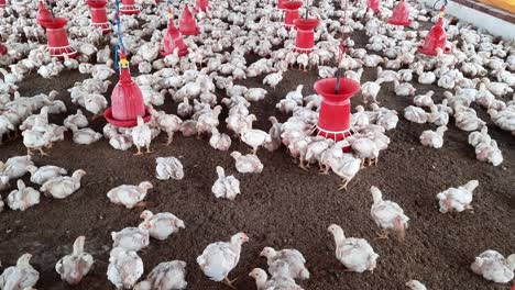 Hühner-Essen-In-Der-Geflügelfarm