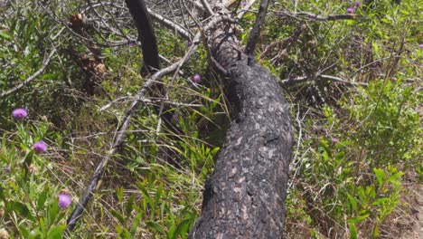 Aufnahme-Eines-Verbrannten-Und-Umgestürzten-Baumes-Nach-Einem-Lauffeuer-In-Portugal-Mit-Wieder-Wachsender-Vegetation