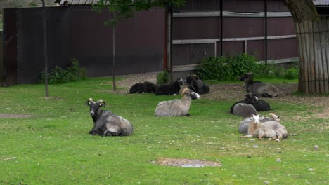 Eine-Herde-Jamtland-Ziegen,-Die-Sich-In-Schweden-Auf-Gras-Legen-Und-Grasen