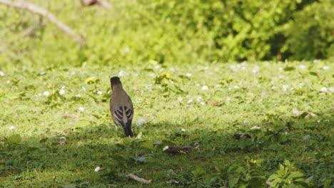 Pájaro-Naranja-Corriendo-En-El-Parque---Stanley-Park-Vancouver-4k-60fps