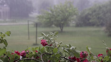 Heavy-Rain-Pouring-With-Beautiful-Garden-Roses-In-Focused-Foreground