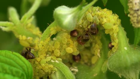 Kolonie-Von-Blattläusen,-Die-Von-Ameisen-Gezüchtet-Werden