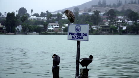 A-Close-Up-of-Two-Black-Cormorant-Birds-and-Western-Sandpiper-Sitting-on-a-Prohibited-Sign-in-the-Water-near-a-Coastal-Town-in-the-Background