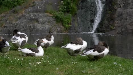 Endangered-species-Öland-goose-Ölandsgås-resting-on-grasslands-next-to-a-cascade-waterfall-pond,-Sweden