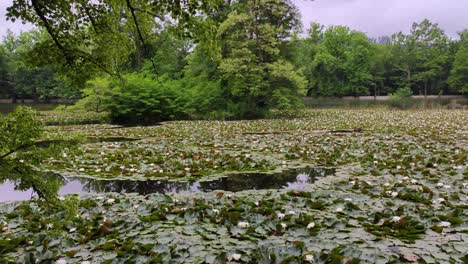 pond-full-of-water-lilies-in-a-garden-in-Cesky-Krumlov,-Czechia,-truck-right