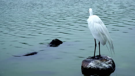 A-Tall-Great-Egret-Observing-the-Natural-Environment-on-a-Rock-in-a-Lake