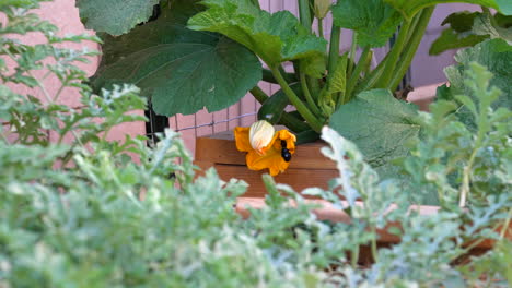 A-large-bumblebee-hovers-around-the-orange-blossom-on-a-zucchini-plant-in-the-garden-box---slow-motion
