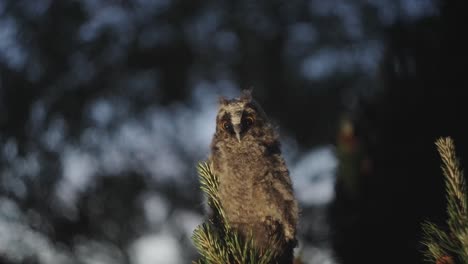 Long-eared-Owl-Looking-Down-From-A-Pine-Tree-At-Night