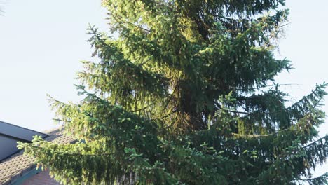 Close-Up-Of-Cedar-Tree-Under-The-Sunlight