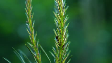 Macro-close-up-of-wild-ant-insect-in-green-fir-branch